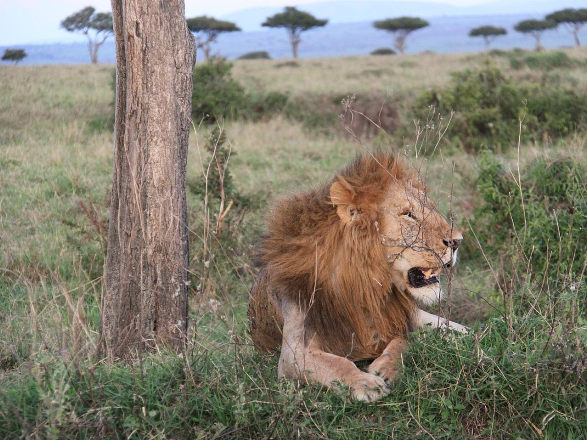 africa unadorned safaris