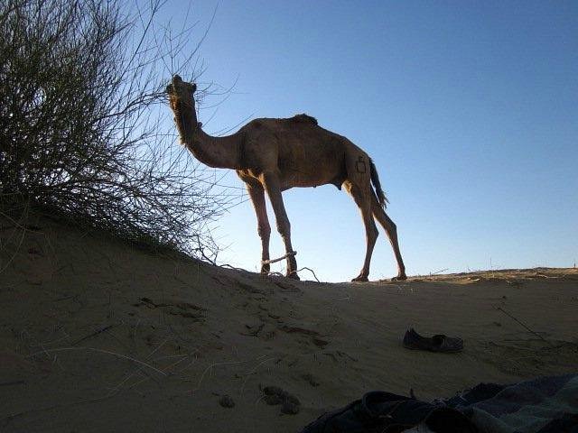 desert man camel safari