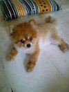 brooklynspitz