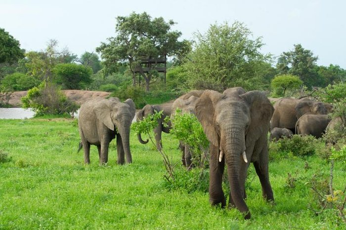 Umlani Bushcamp in Greater Kruger Gift Shop: Pictures & Reviews ...