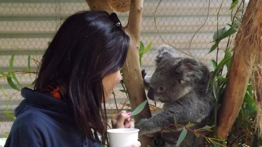 Private Koala talk at Symbio Wildlife Park