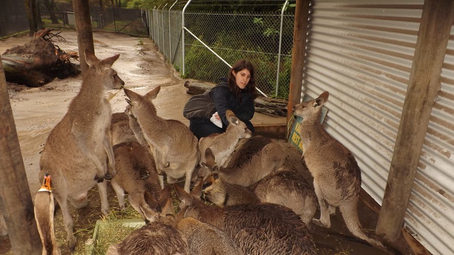 Hand feeding the Kangaroo's