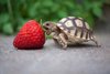 LittleTurtle88
