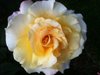 Erickroses
