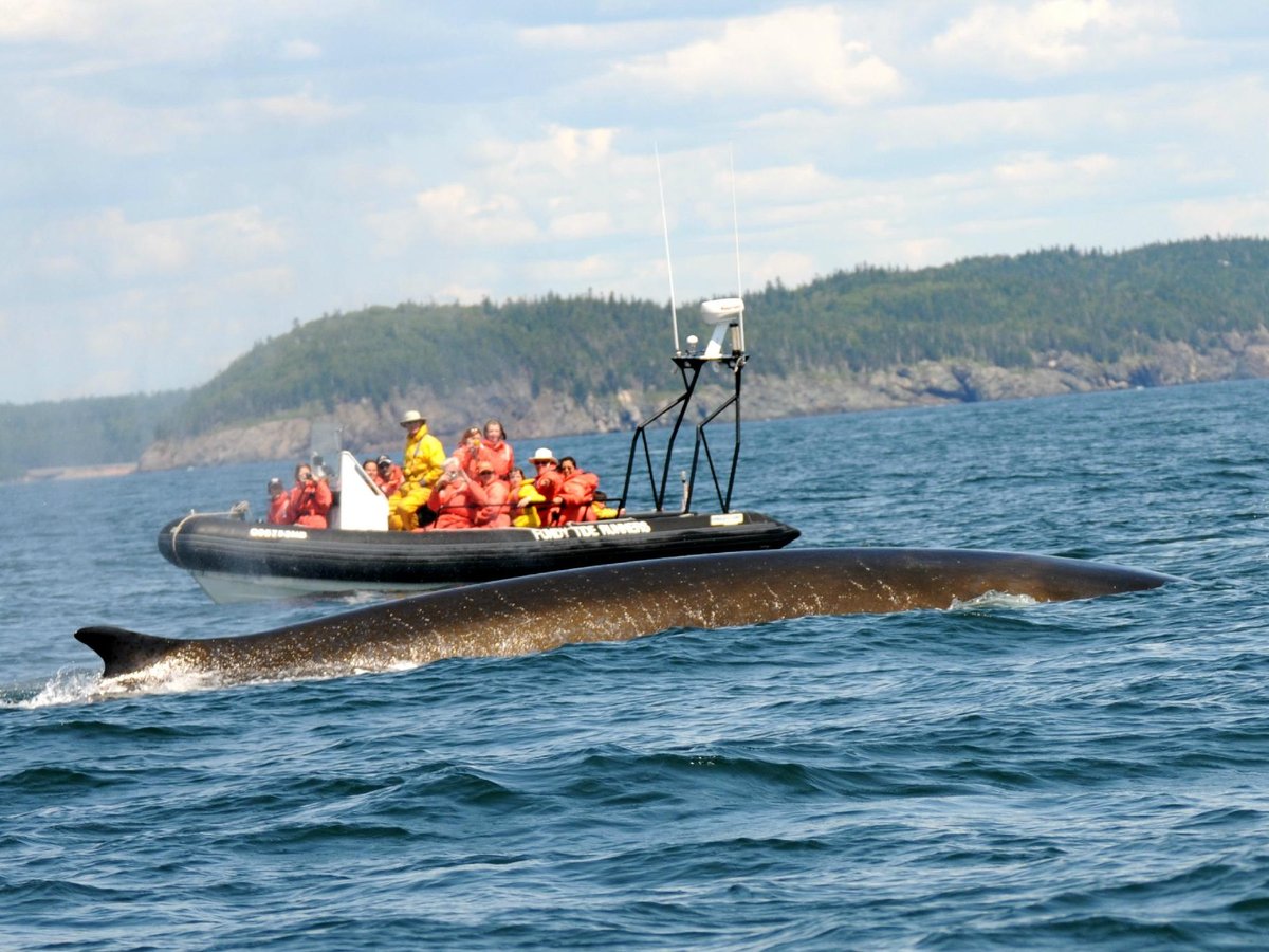 FUNDY TIDE RUNNERS WHALE WATCHING - All You MUST Know Before You Go (2024)