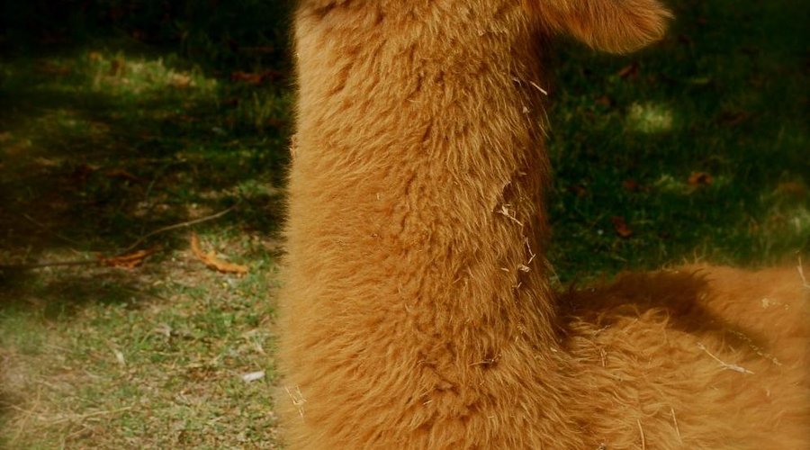 Llama