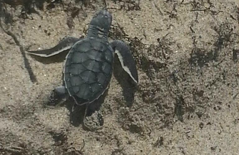 a first for myself and g'kids getting to see baby sea turtles hatch