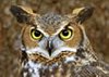 Horned-Owl