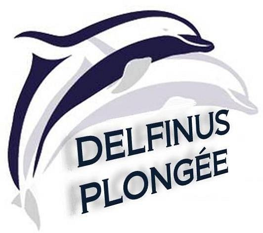Delfinus Plongée image