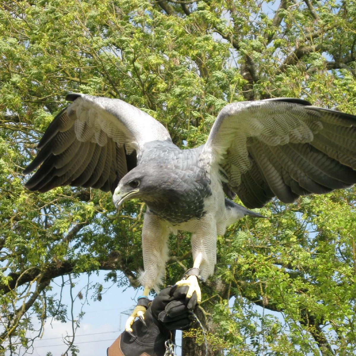 Yarak Bird Of Prey (Cullompton, England) - Đánh Giá - Tripadvisor