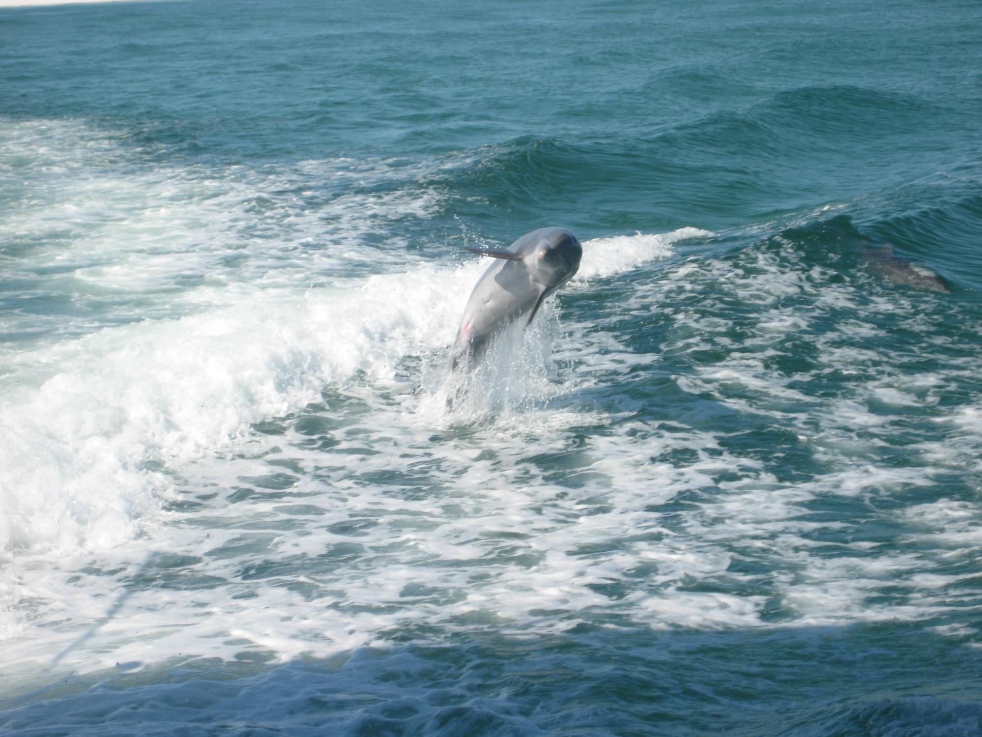 southern star dolphin cruise destin