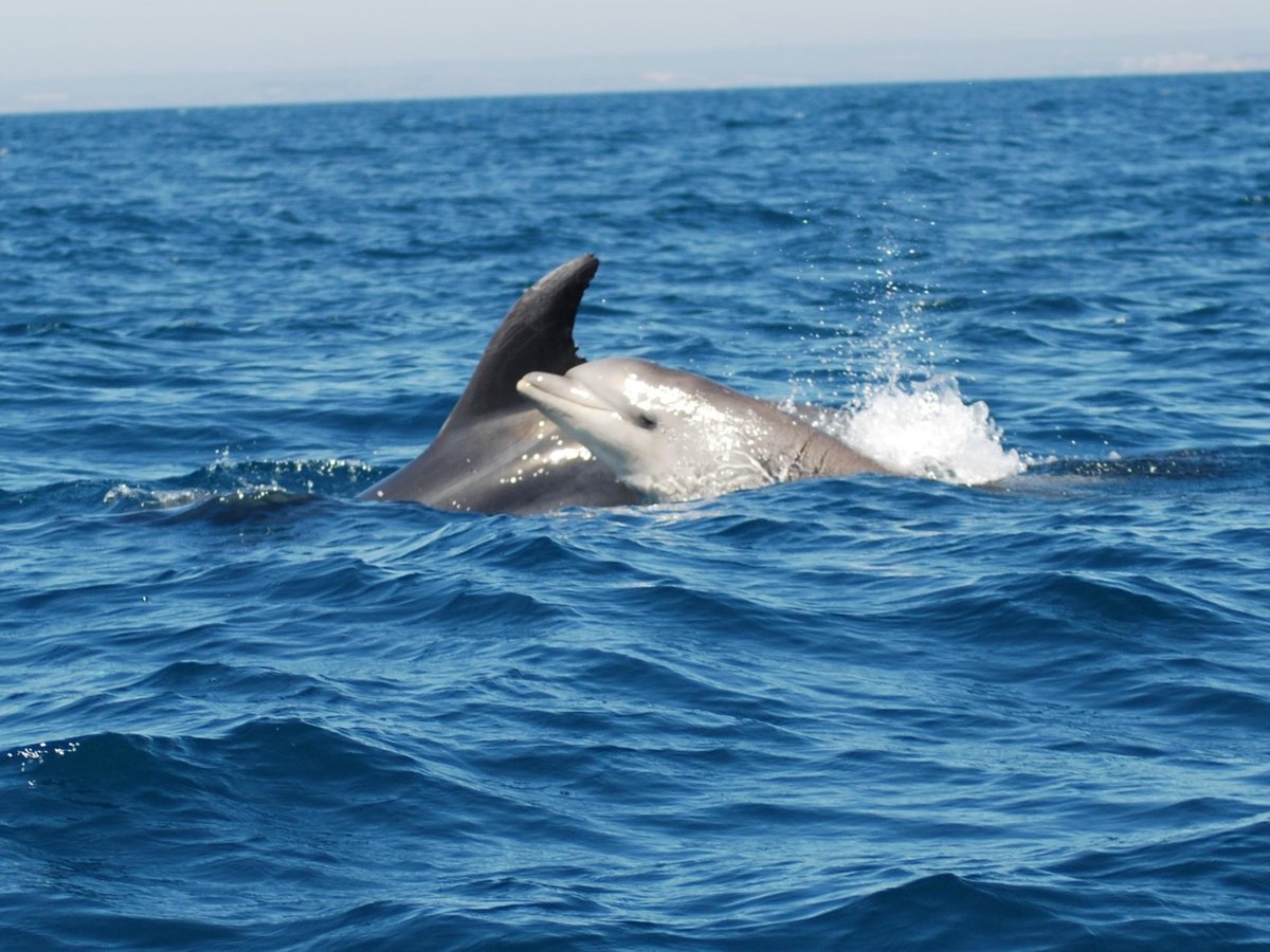 DOLPHINS DRIVEN (Albufeira) - All You Need to Know BEFORE You Go