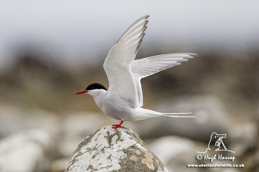 Shetland Wildlife - All You Need to Know BEFORE You Go (2024)