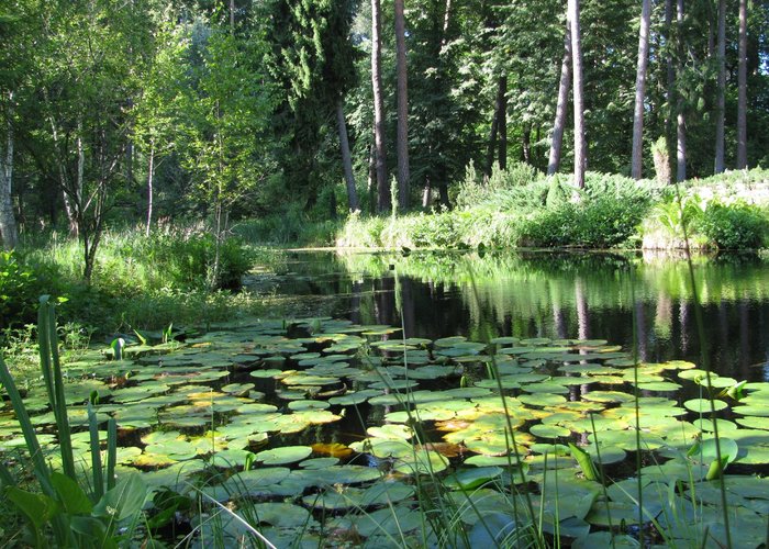 widok na las od strony stawu