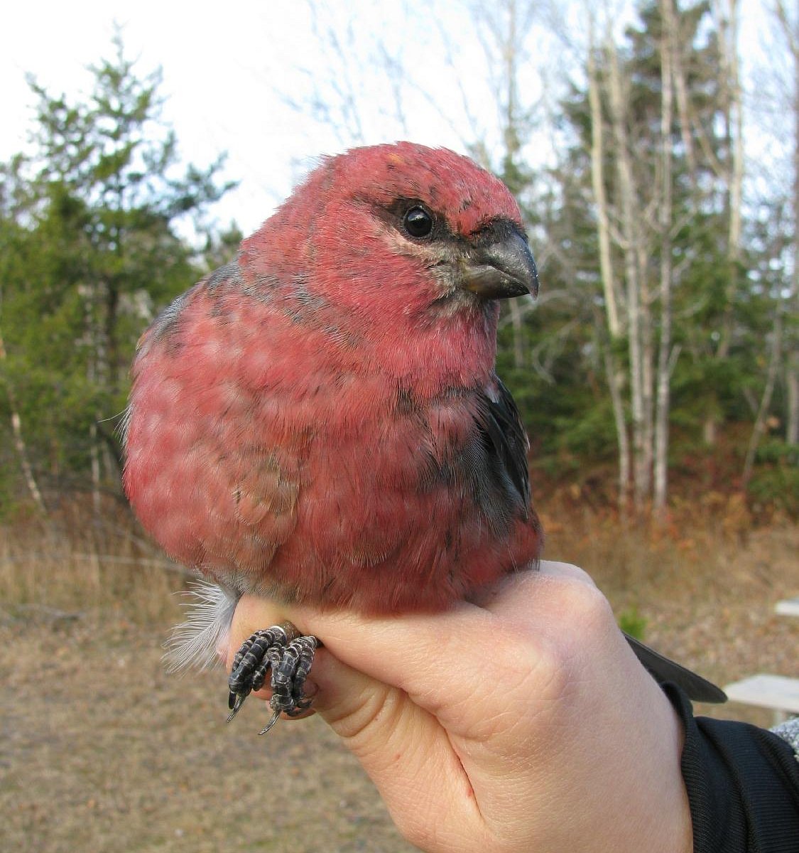 Observatoire d’oiseaux de Tadoussac (OOT) DÉCAF - DECAF Tadoussac Bird