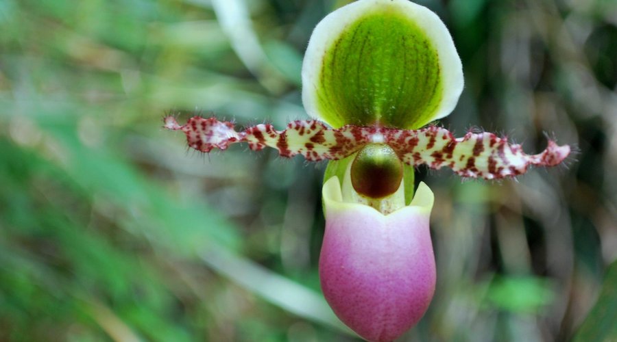 The Orchid, so pretty ...