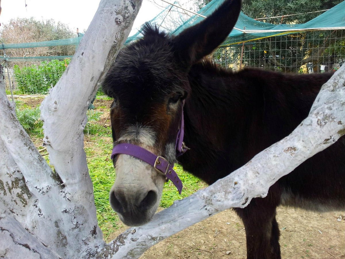 Agia Marina Donkey Rescue Sanctuary, Petrokefali: лучшие советы перед  посещением - Tripadvisor