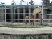 Africa, Lion & Lioness - Picture of Jacksonville Zoo & Gardens - Tripadvisor