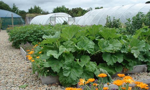 Vegetable gardens & poly tunnels