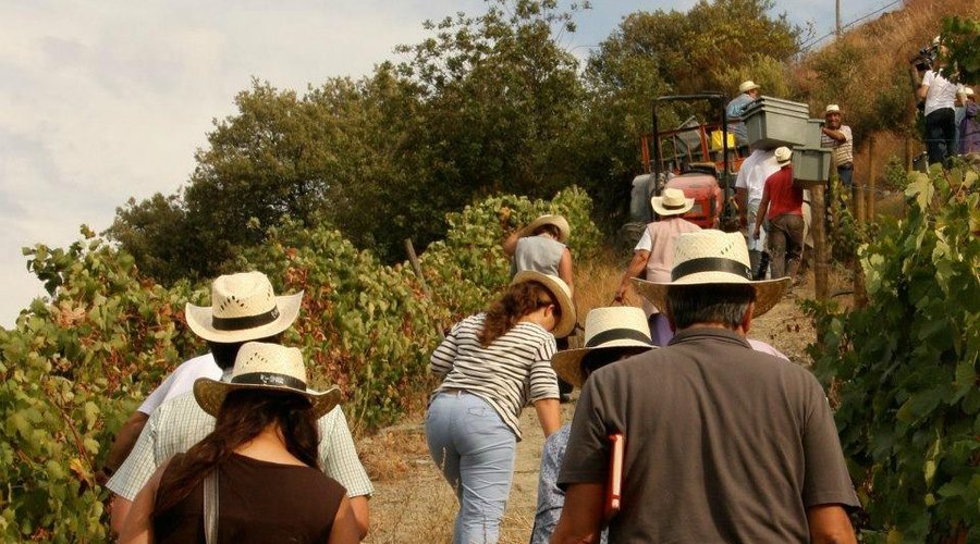 Harvest at Pôpa / Vindima à do Pôpa