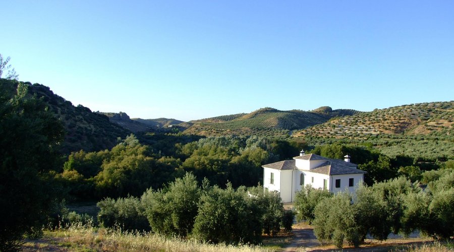 Casa Olea, olive groves and mountains