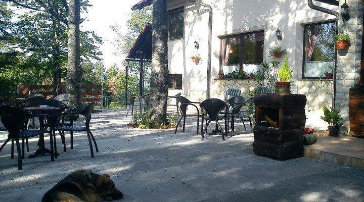 Our super friendly dog Max relaxing at the terrace in front of the hotel.