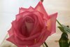 RosemaryAlmeida