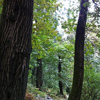 well maintained trails on river side of Skinner's Butte itself