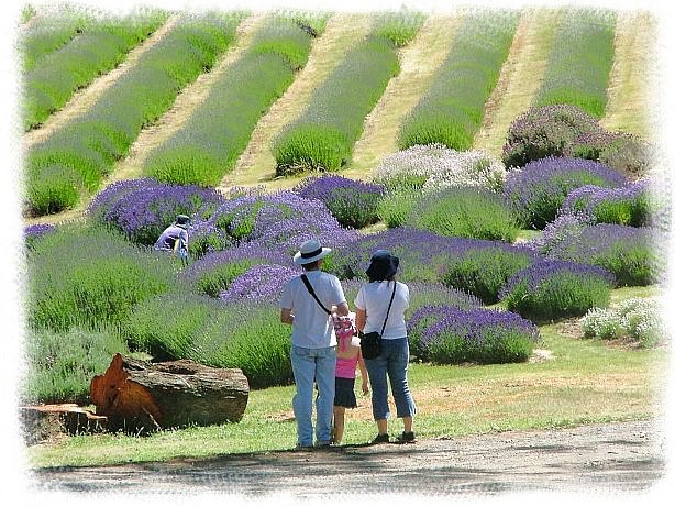 lavender farm tour melbourne