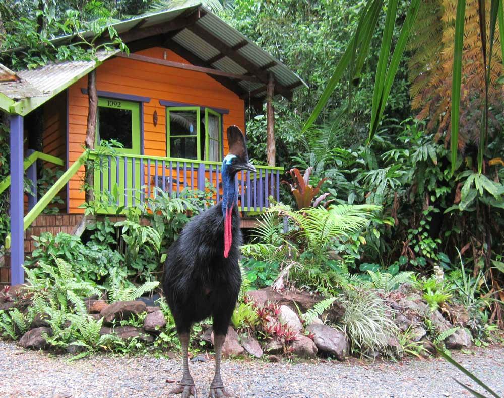 RAINFOREST HIDEAWAY - B&B Reviews (Cape Tribulation, Daintree Region ...