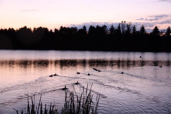the pond