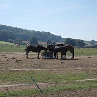 Horsey heaven in the safe haven of Hillside