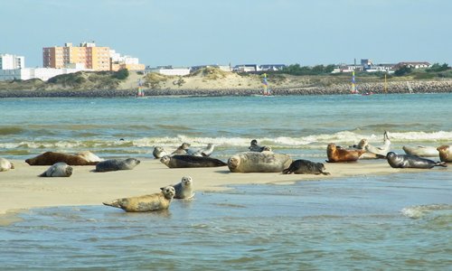 les phoques de la baie d'Authie
