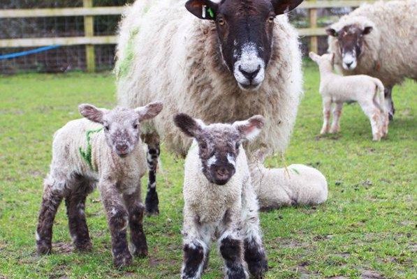 Spring lambs