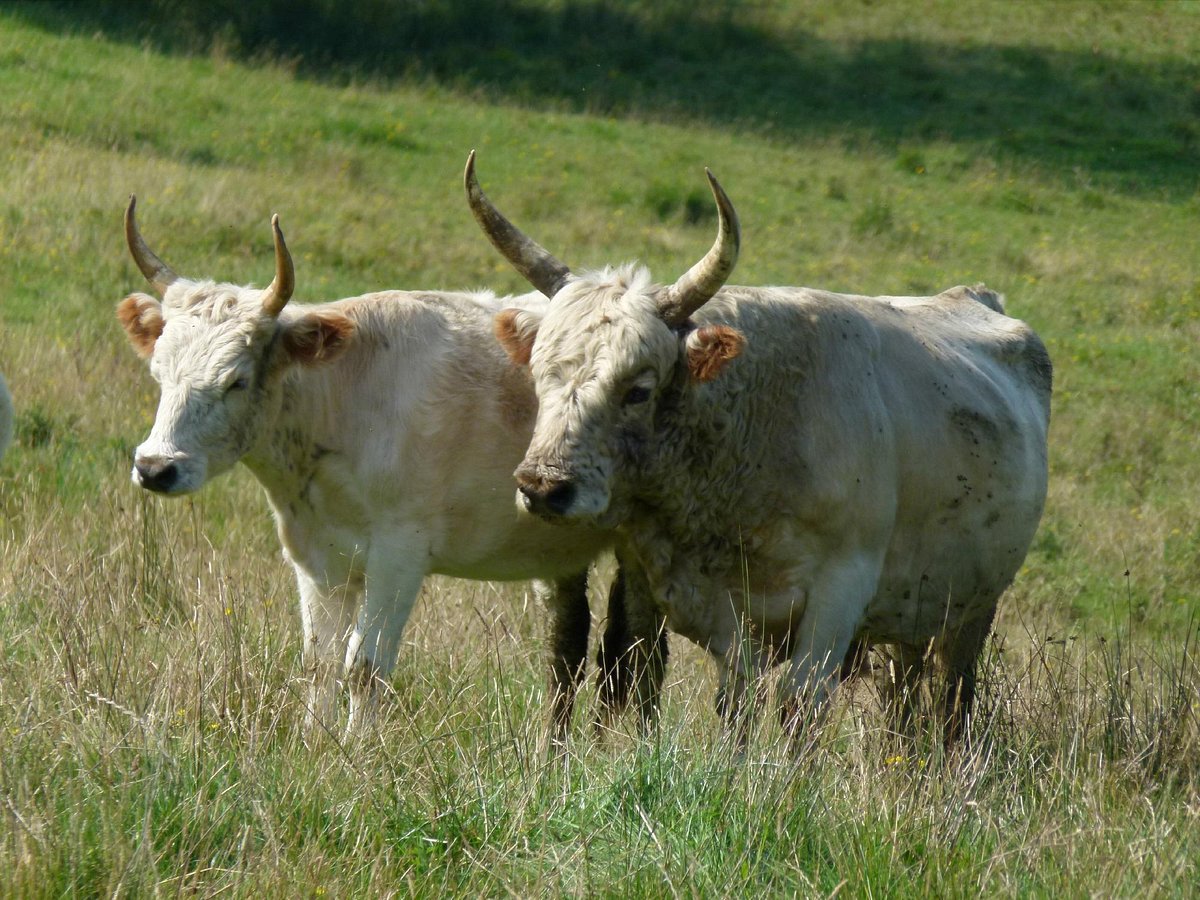 chillingham cattle tour