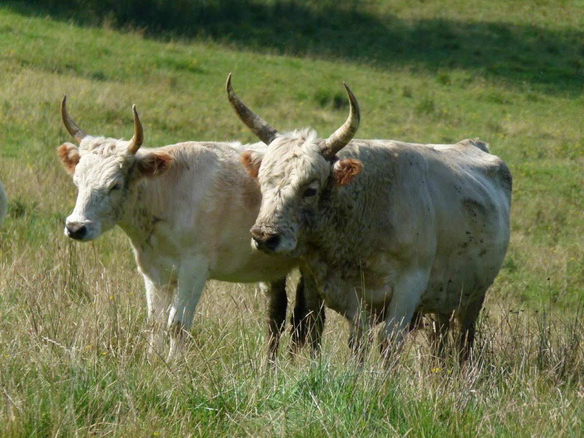 Chillingham Wild Cattle (Alnwick) - All You Need to Know BEFORE You Go