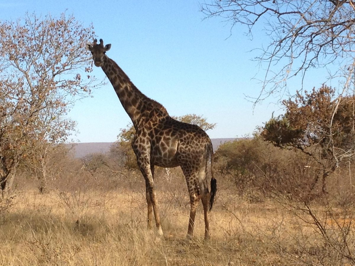 SEBATANA LION LODGE: 2024 Reviews (South Africa/Vaalwater, Waterberg ...