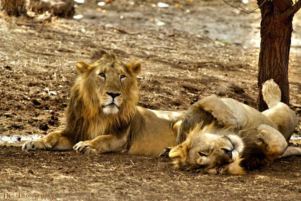 Sasan Gir National Park - All You Need to Know BEFORE You Go