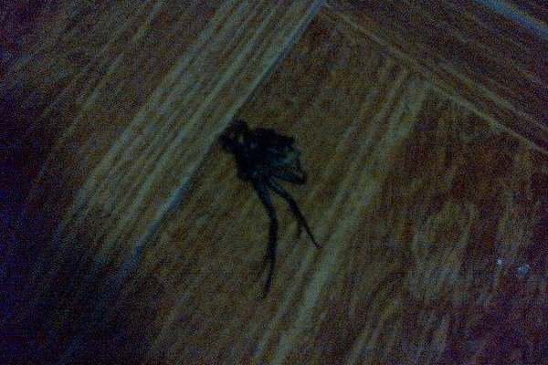 dead spider