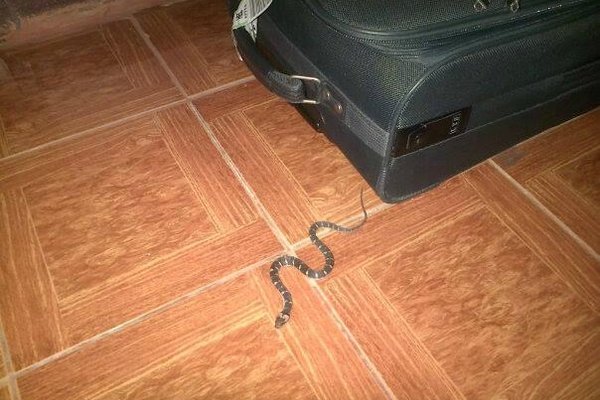 snake