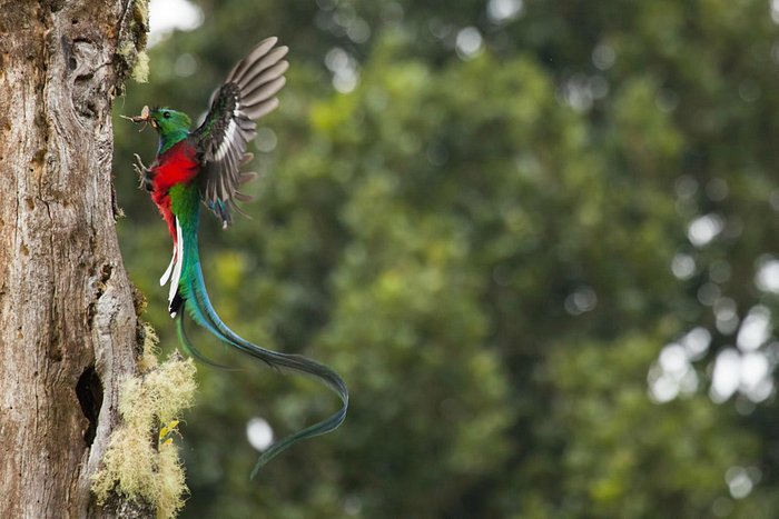 Paraiso Quetzal Lodge Costa Rica San Gerardo De Dota