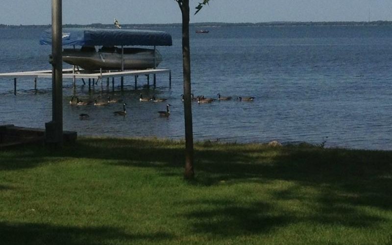 Looking from Cabin towards lake, with the Canadian Geese in front