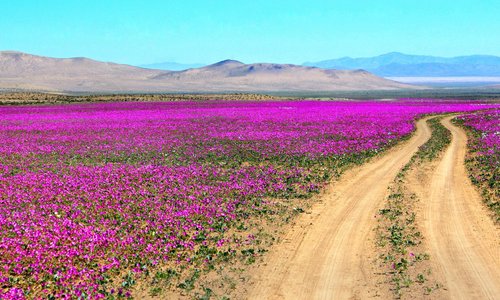 Desierto florido, naturaleza virginal, despues no haber ninguna vida, renace en plenitud y belle