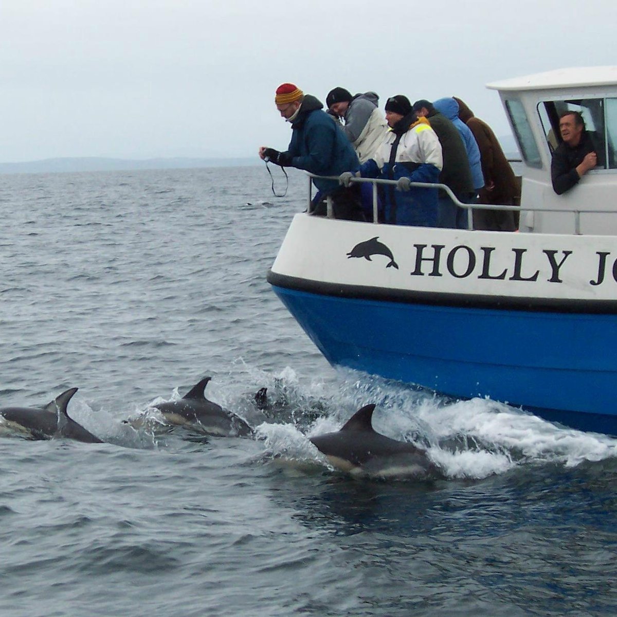 Cork Whale Watch, Union Hall: лучшие советы перед посещением - Tripadvisor