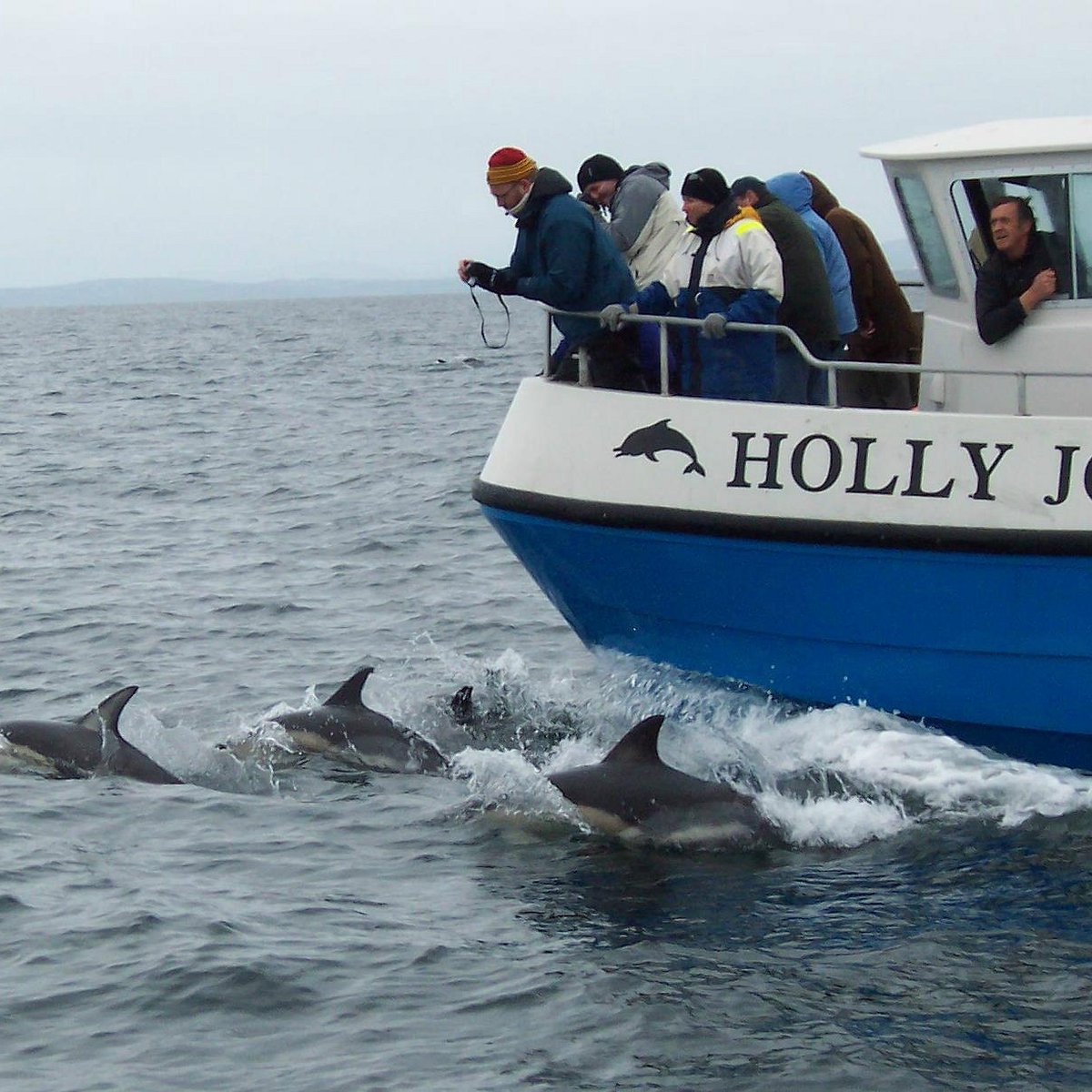 whale tour cork