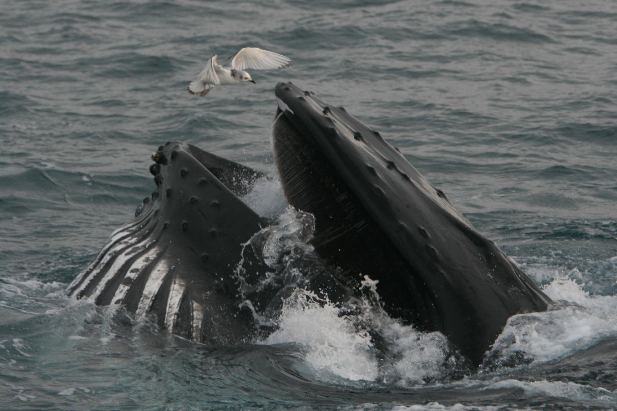 Cork Whale Watch (Union Hall) - All You Need to Know BEFORE You Go