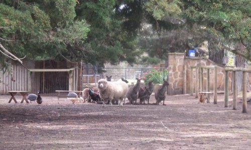 animali insieme
