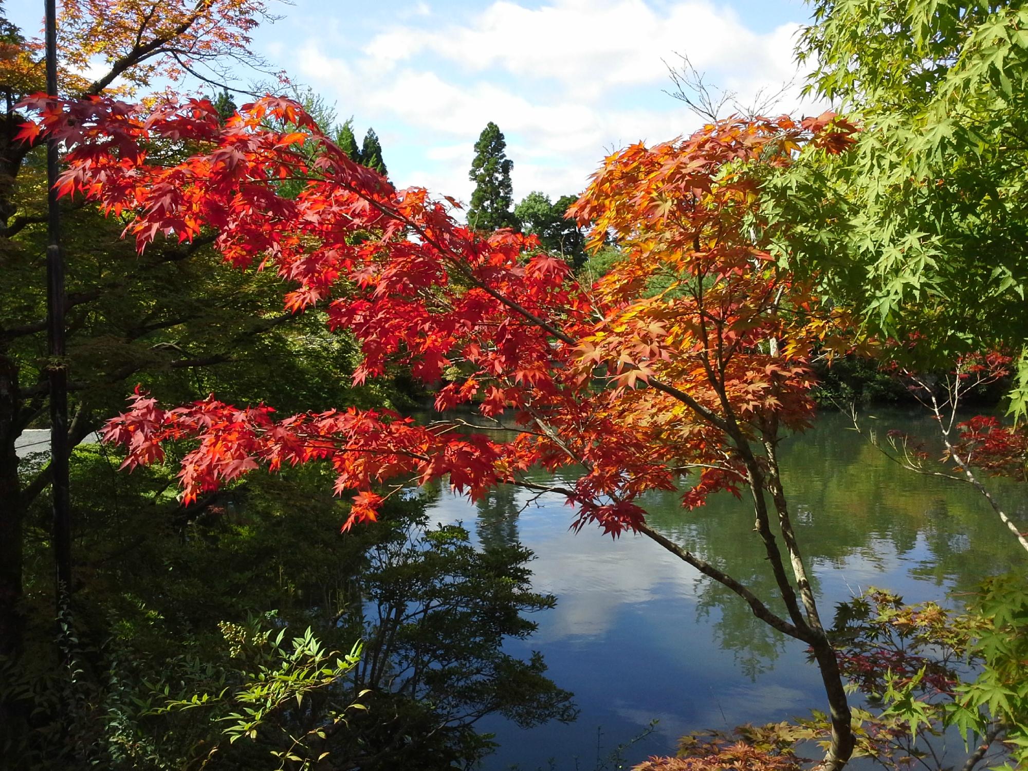 哲学之道(京都市) - 旅游景点点评- Tripadvisor