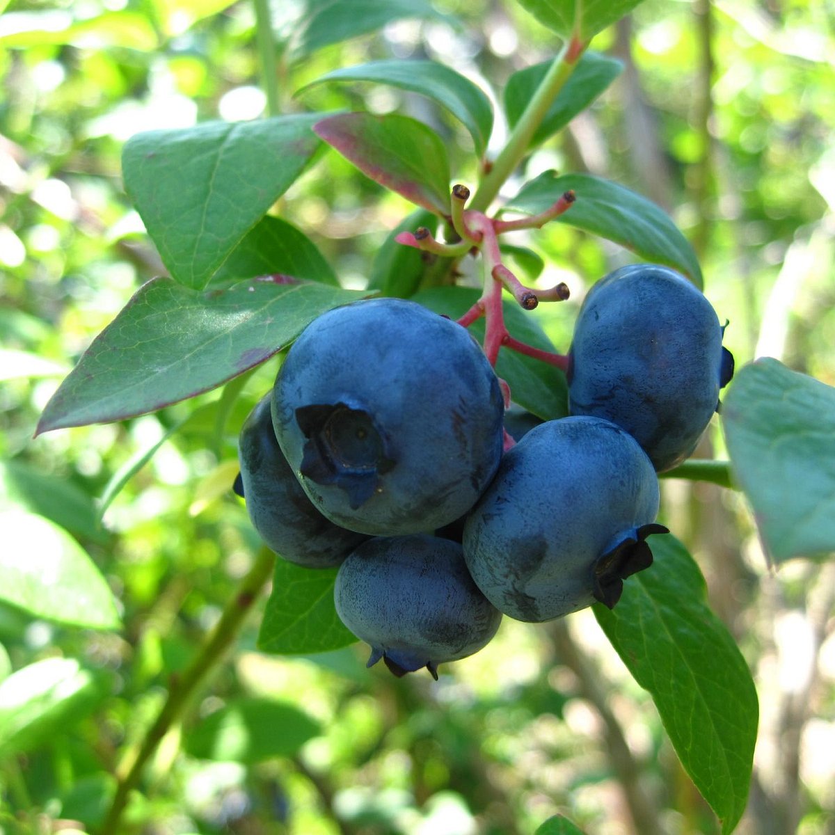 STATELINE BLUEBERRIES (Michigan City) All You Need to Know BEFORE You Go