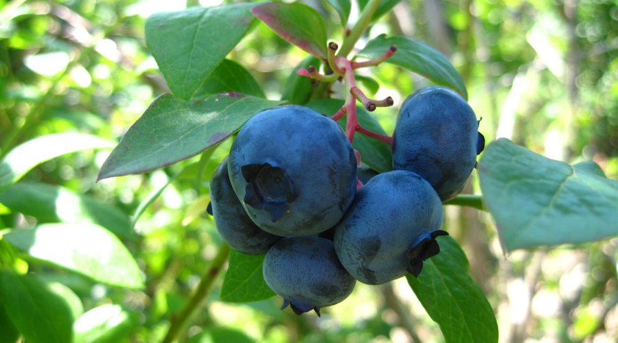 Large Blueberries